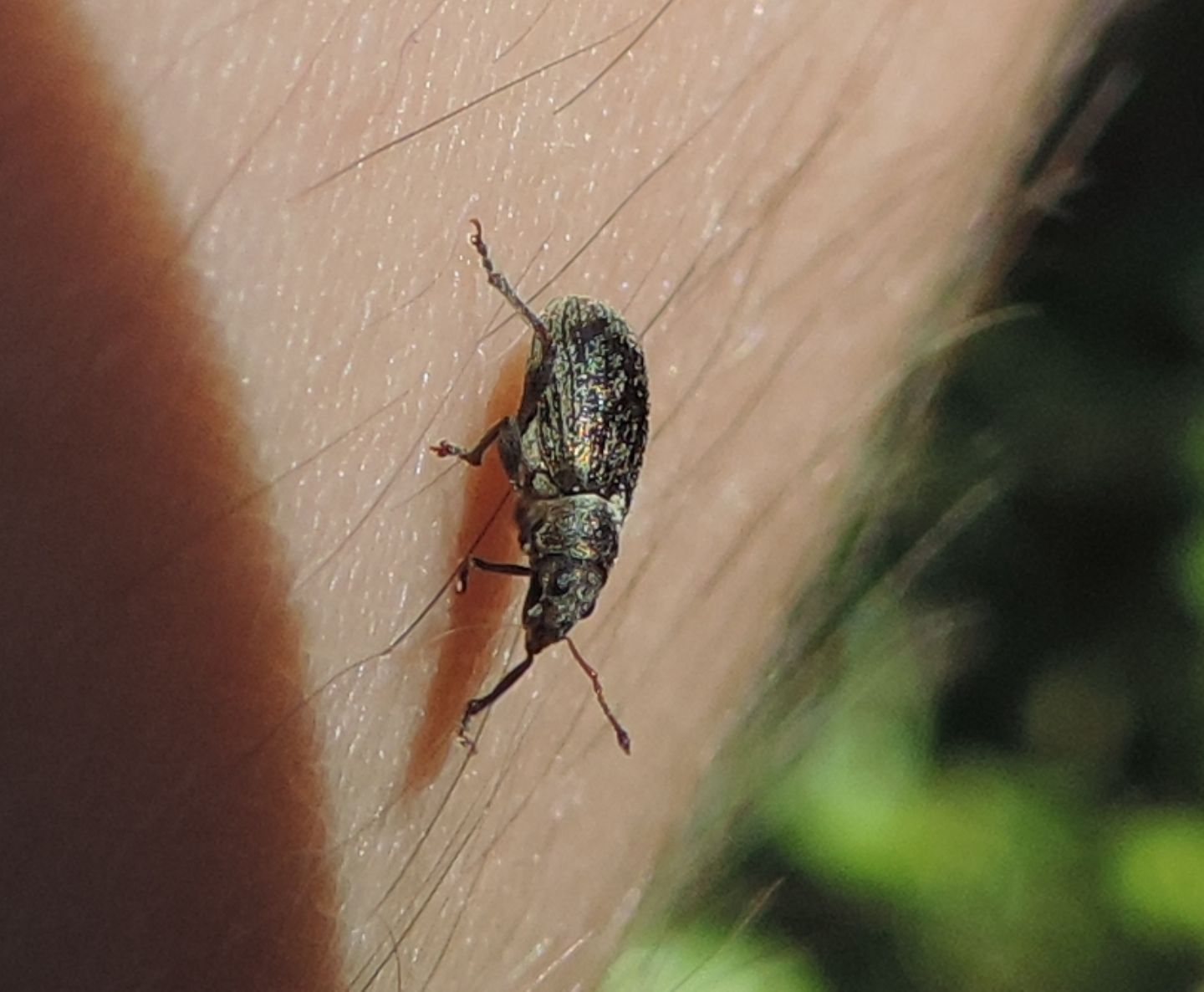 Curculionidae:  Polydrusus?   S, Polydrusus impar
