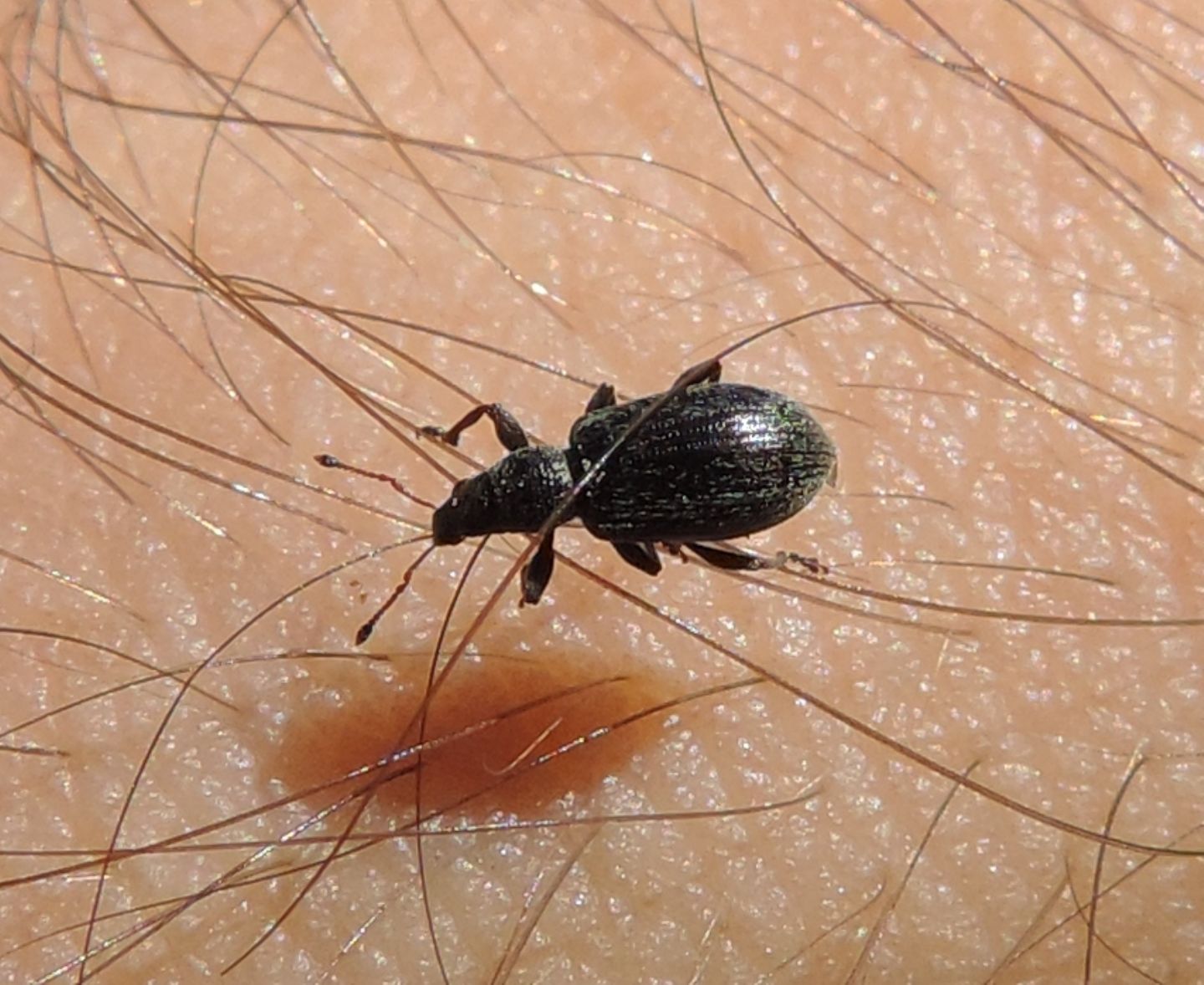 Curculionidae:  Polydrusus?   S, Polydrusus impar