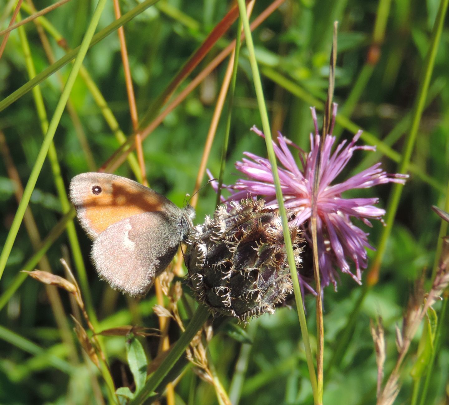 Coenonympha pamphilus? S