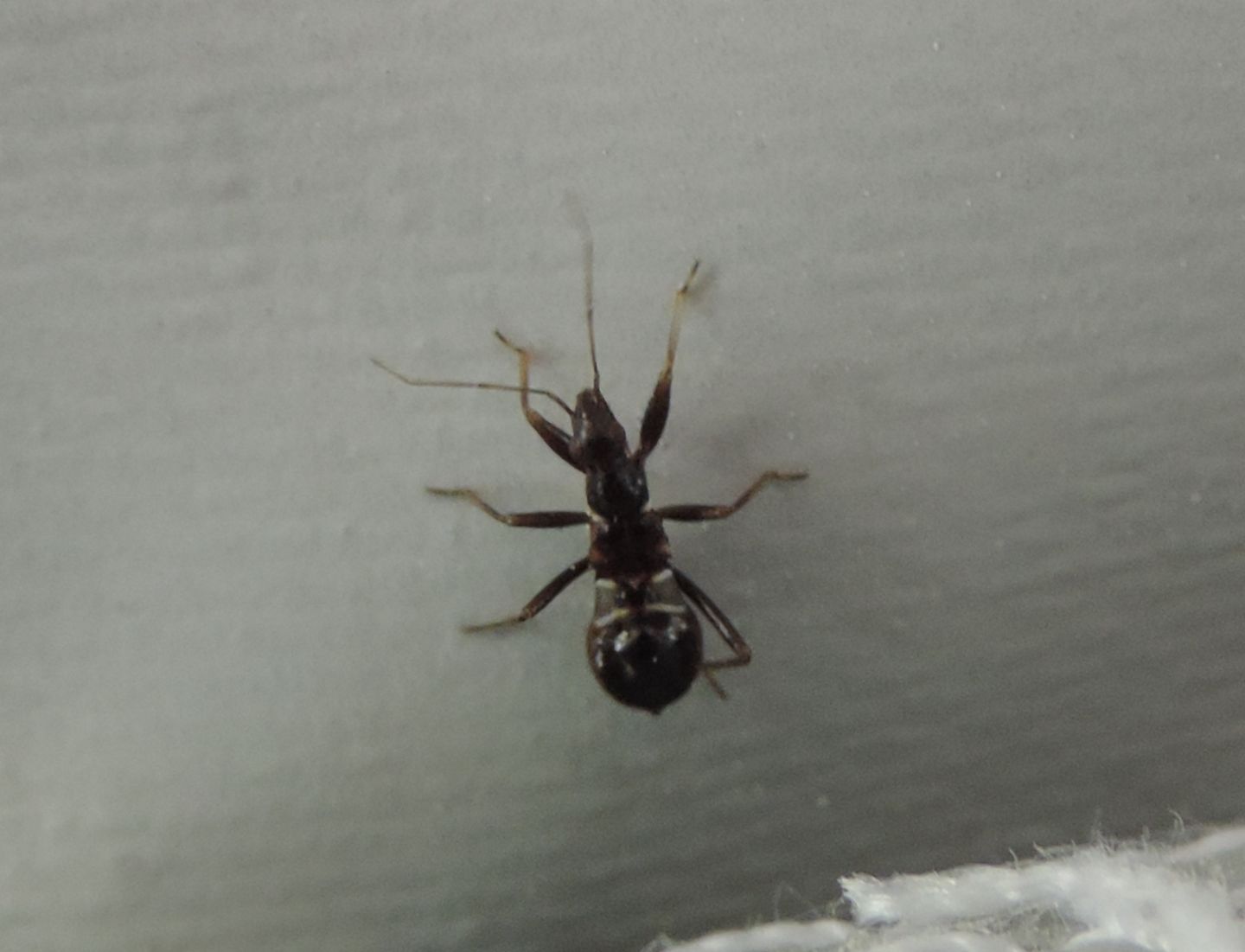 Nabidae:   Himacerus mirmicoides?   S !