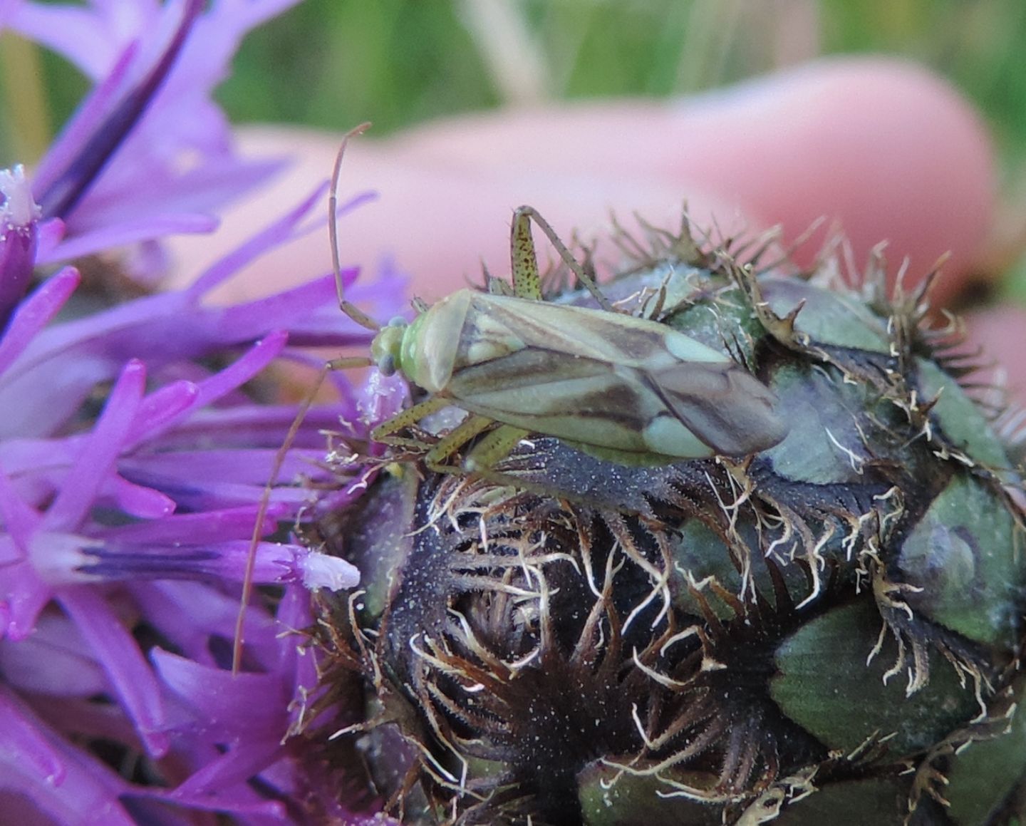 Miridae:  Adelphocoris lineolatus?   S !