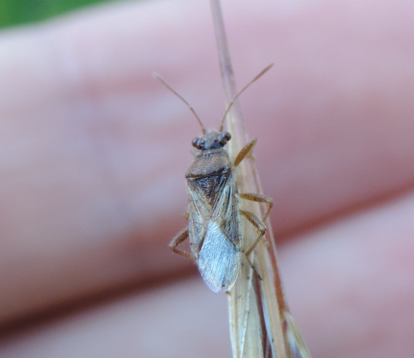 Nysius?  No, Rhopalus parumpunctatus  (Rhopalidae)