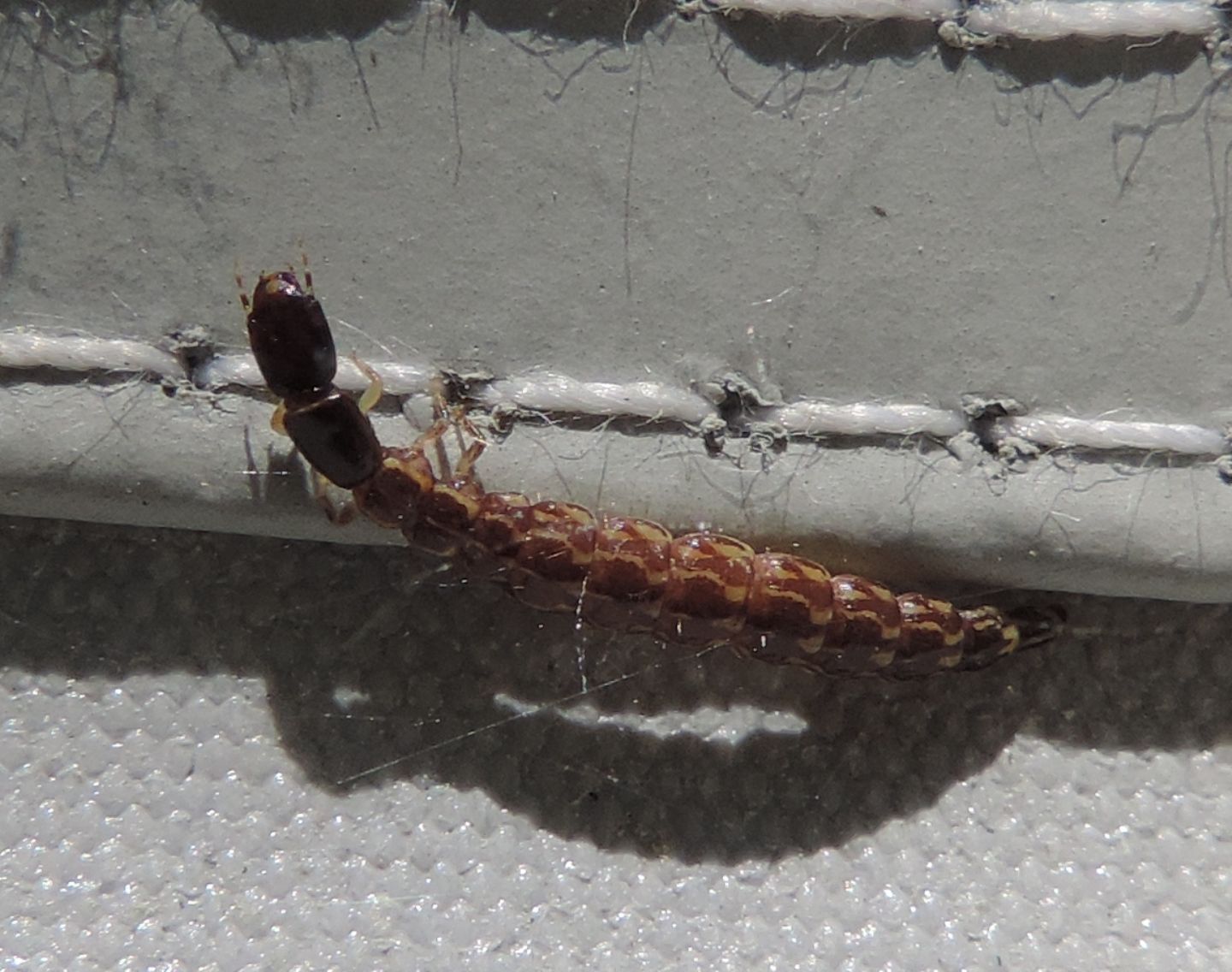 larva di Parainocellia bicolor? No, di Raphidiidae: cfr. Puncha ratzeburgi