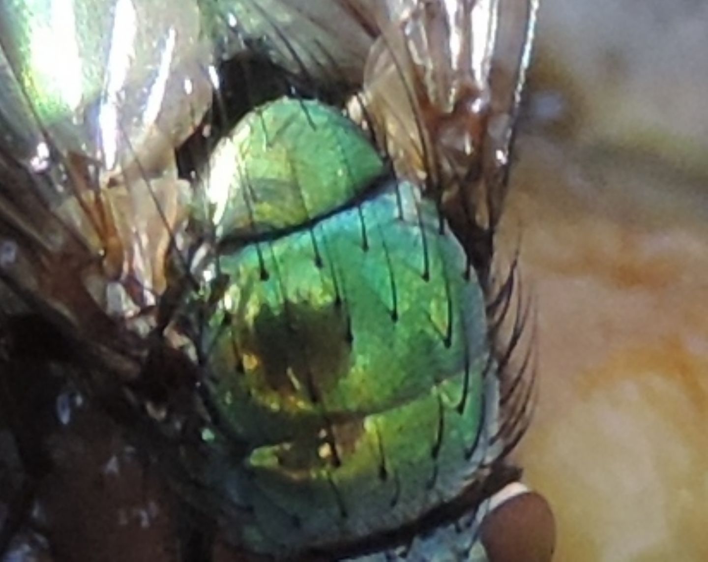 Lucilia sp. gruppo caesar/illustris femmina   (Calliphoridae)