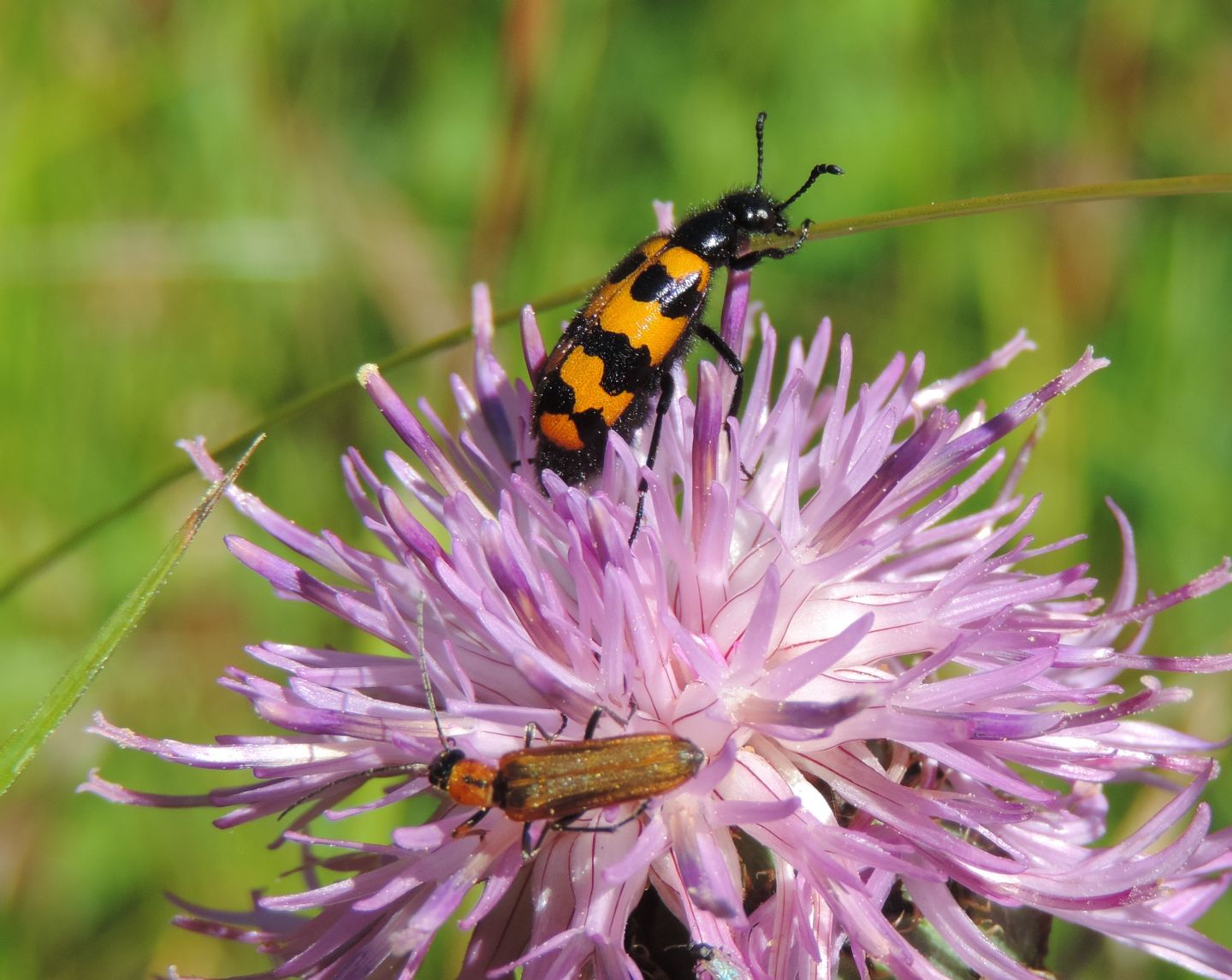 Meloidae: Mylabris connata e Hycleus polymorphus