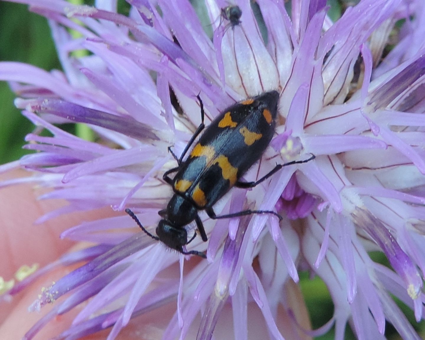 Meloidae: Mylabris connata e Hycleus polymorphus