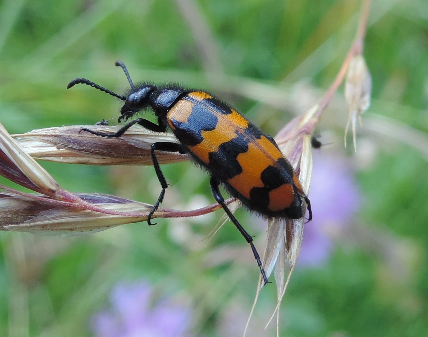 Meloidae: Mylabris connata e Hycleus polymorphus