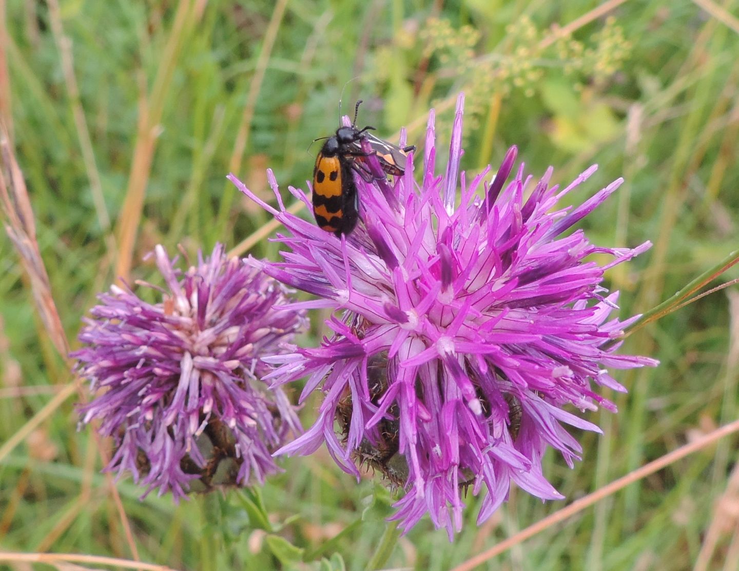 Meloidae: Mylabris connata e Hycleus polymorphus