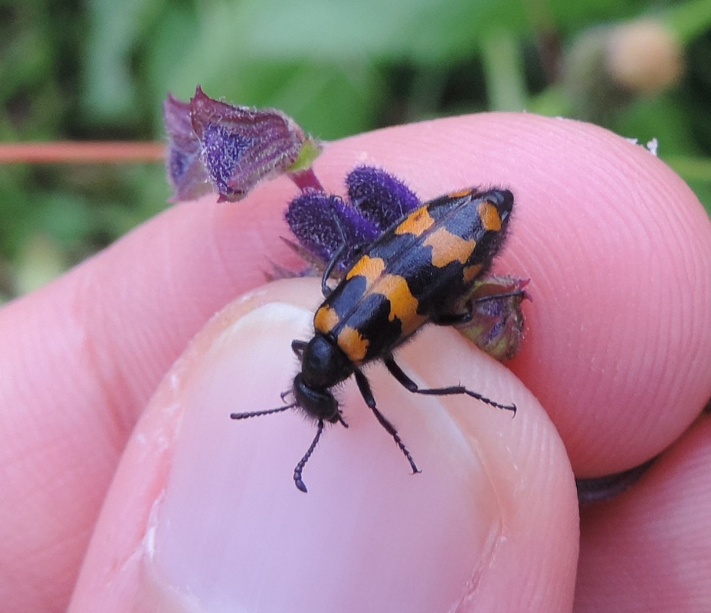 Meloidae: Mylabris connata e Hycleus polymorphus