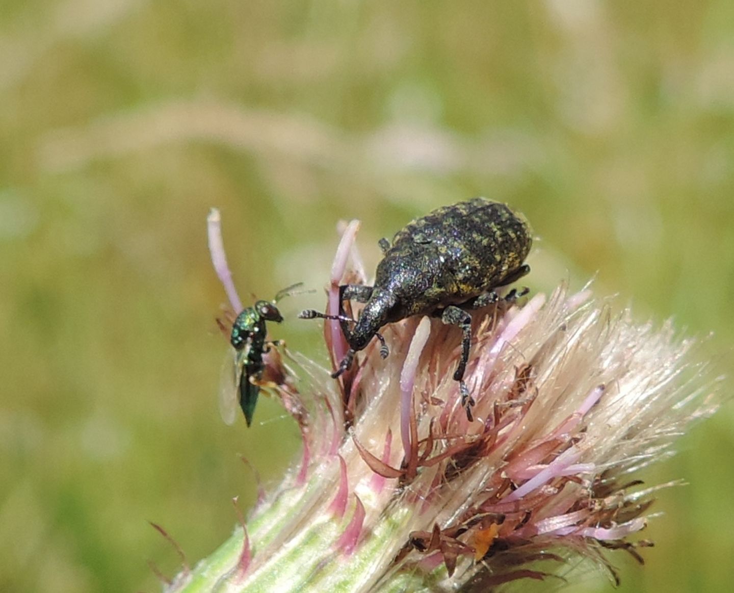 Curculionidae Lixini: Larinus turbinatus