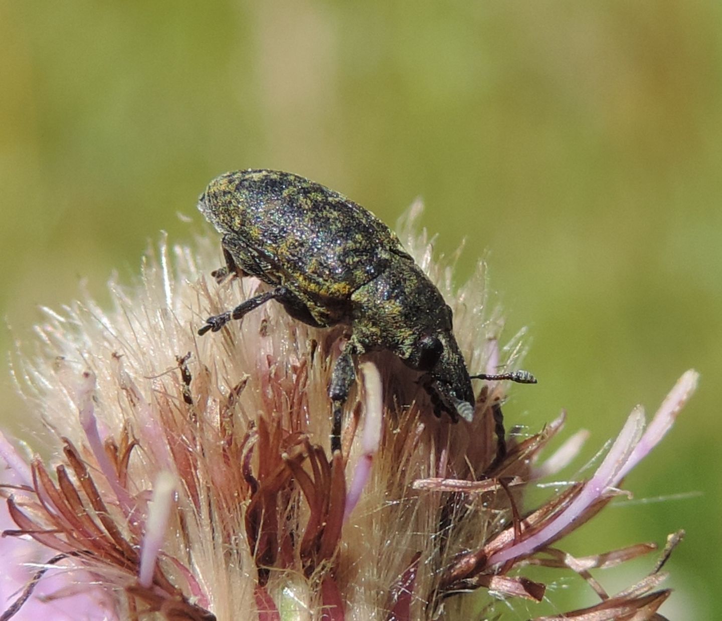 Curculionidae Lixini: Larinus turbinatus