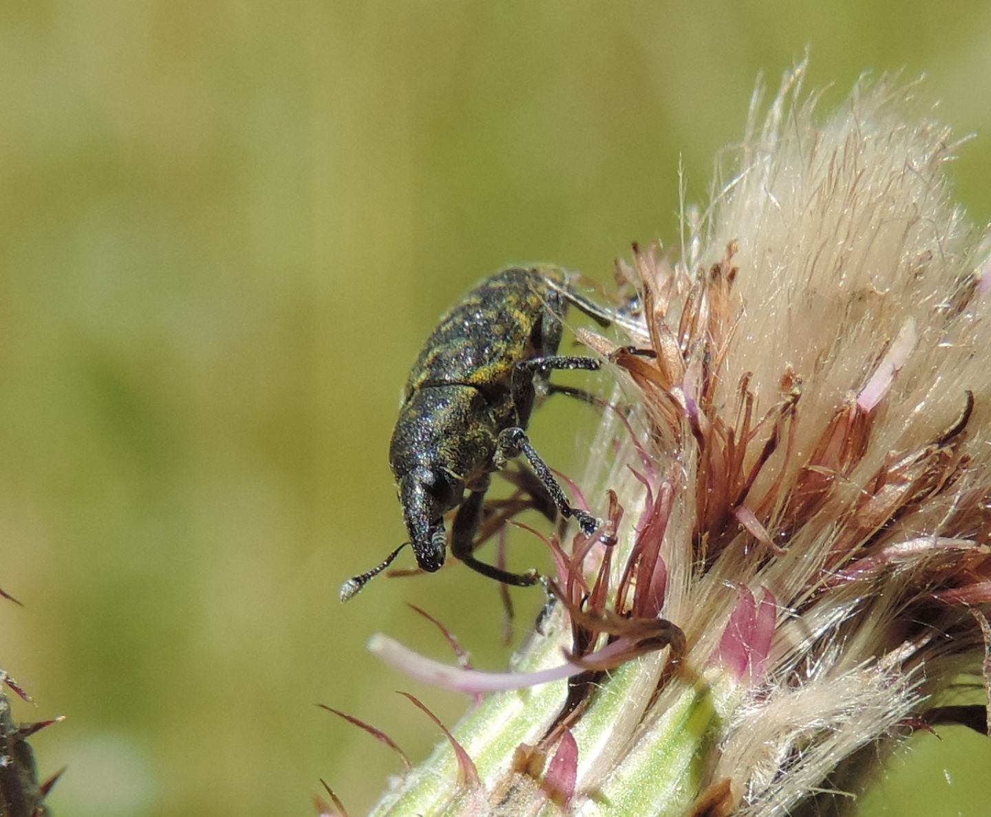 Curculionidae Lixini: Larinus turbinatus