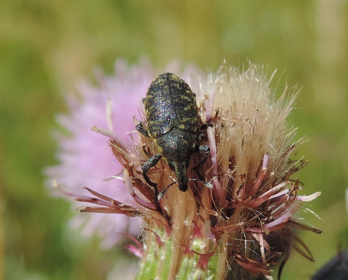 Curculionidae Lixini: Larinus turbinatus