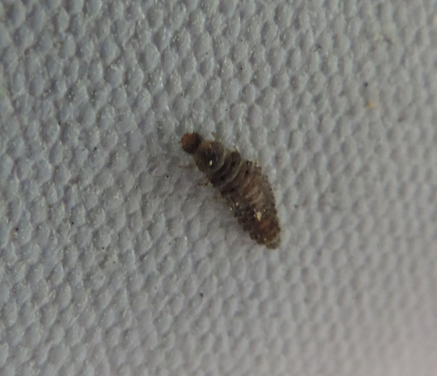 Larva da identificare