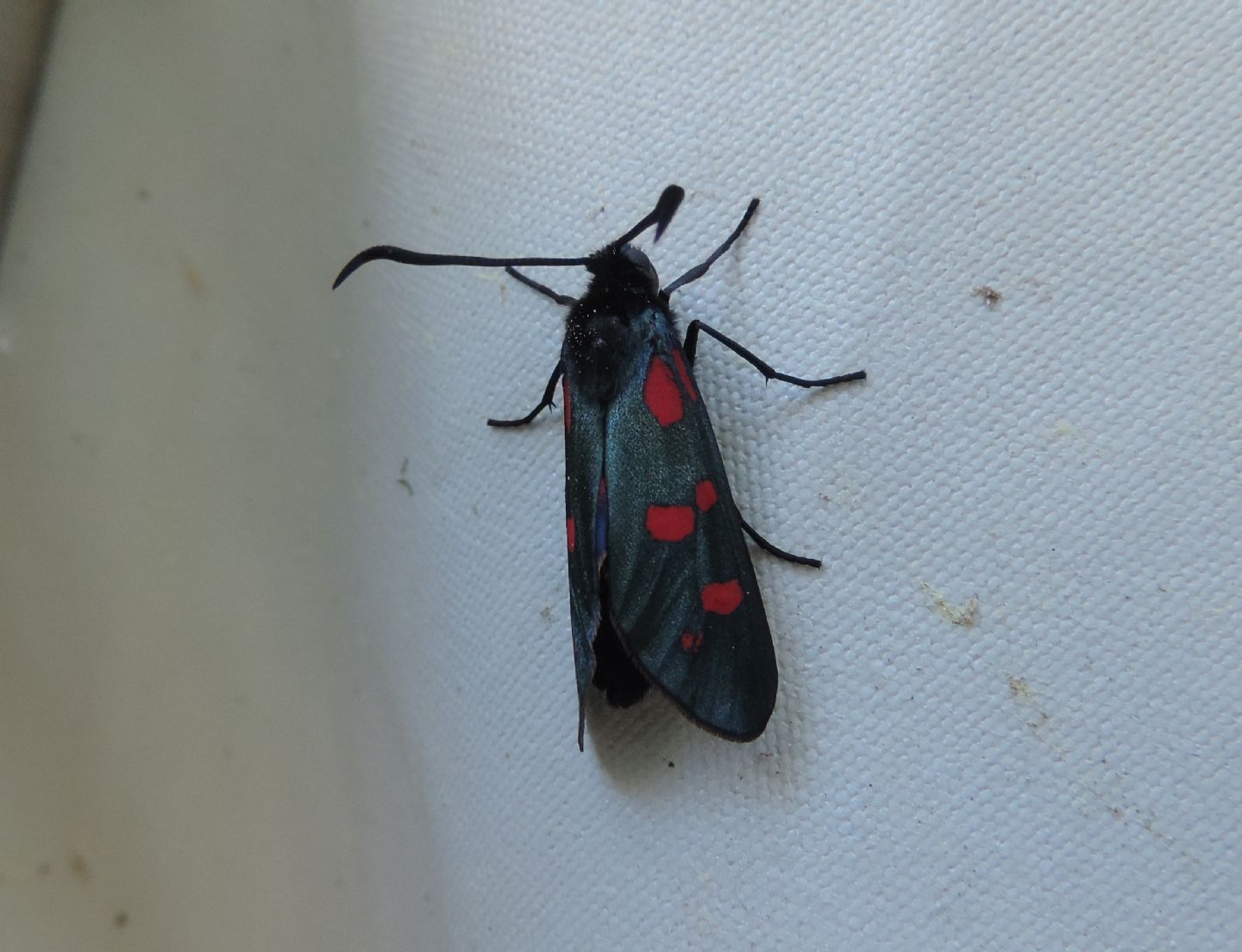 Zygaena (Zygaena) filipendulae, pupa e adulto