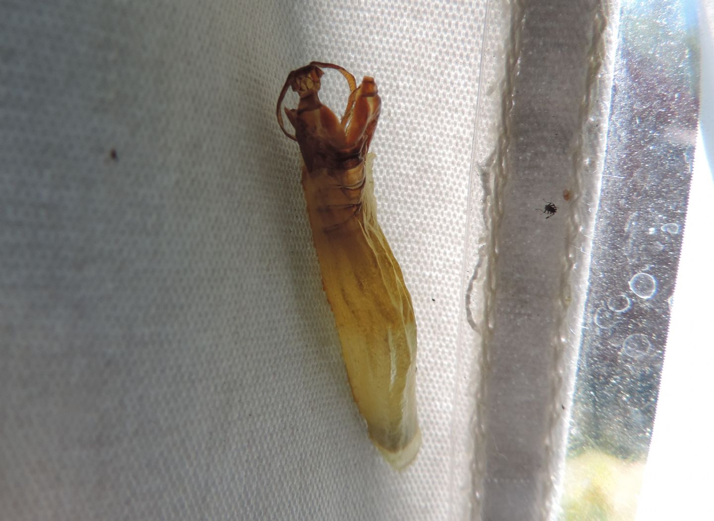 Zygaena (Zygaena) filipendulae, pupa e adulto