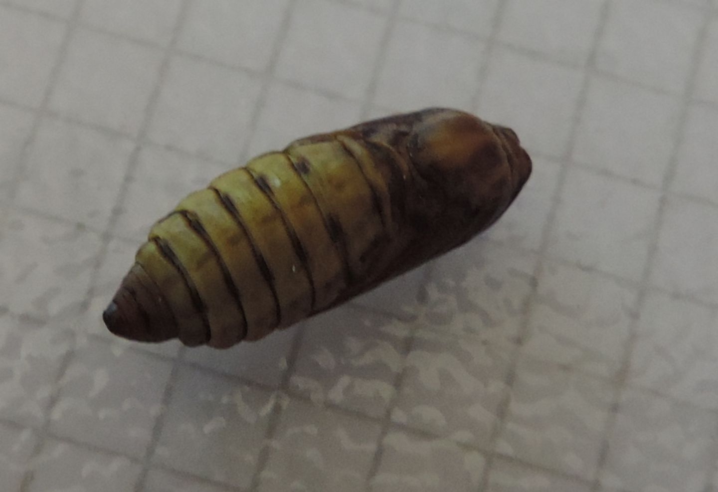 Zygaena (Zygaena) filipendulae, pupa e adulto