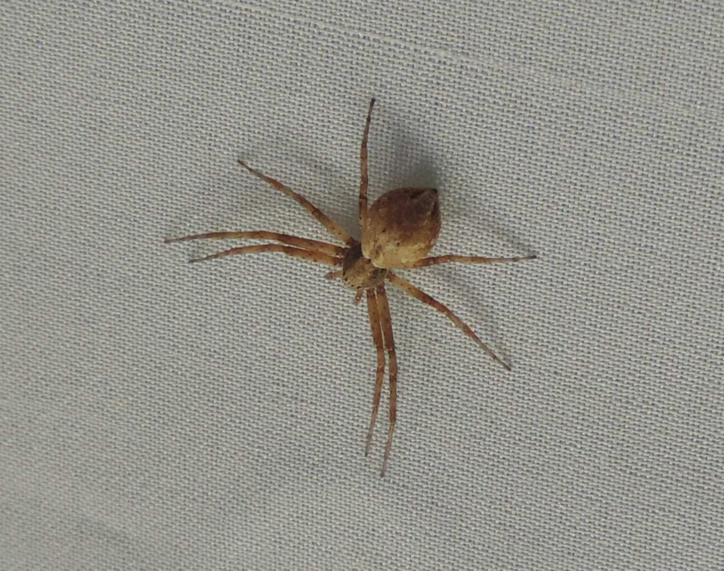 ancora Philodromus?  S,  Philodromus sp. - Salbertrand (TO)