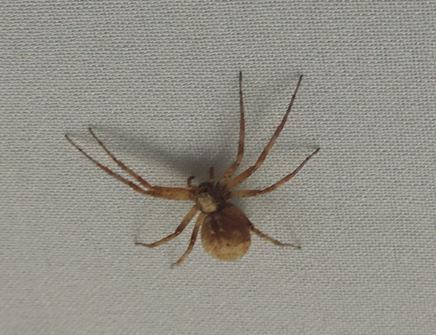 ancora Philodromus?  S,  Philodromus sp. - Salbertrand (TO)