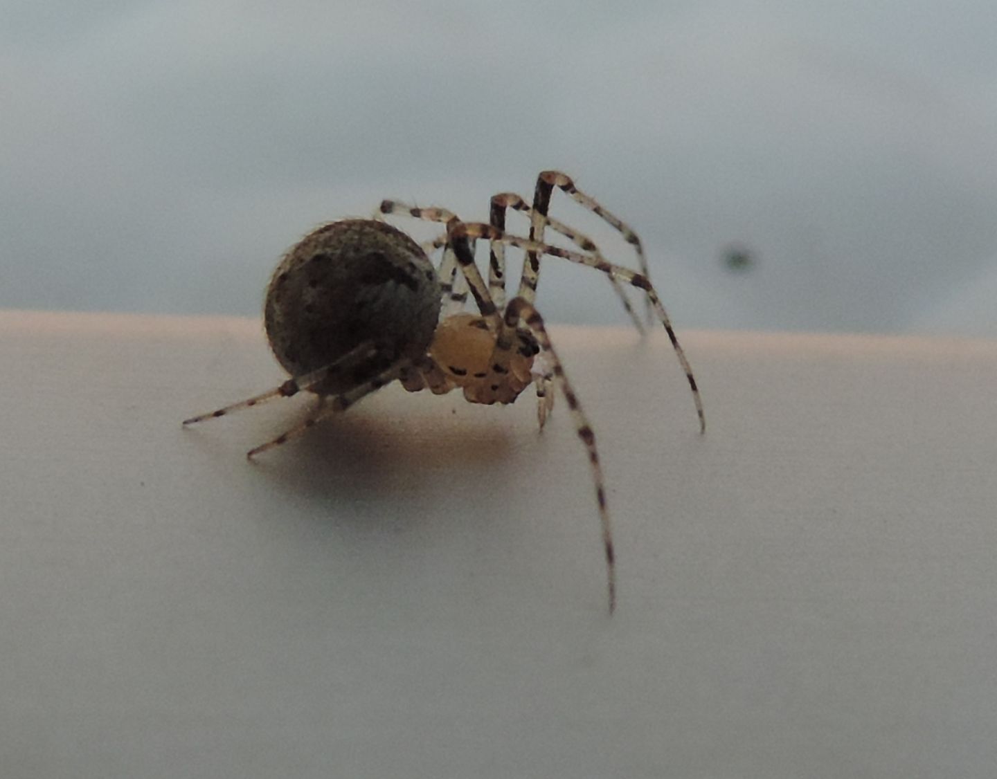 Platnickina tincta?  S !  -  Salbertrand (TO)