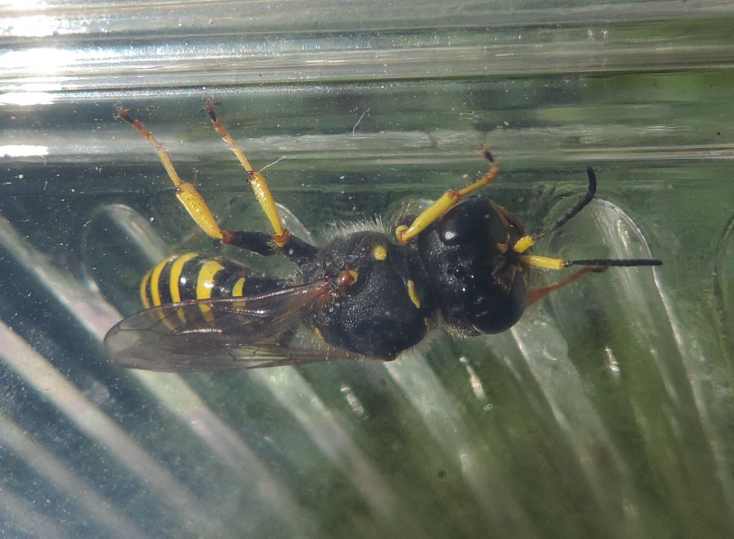 Crabronidae: Ectemnius sp.