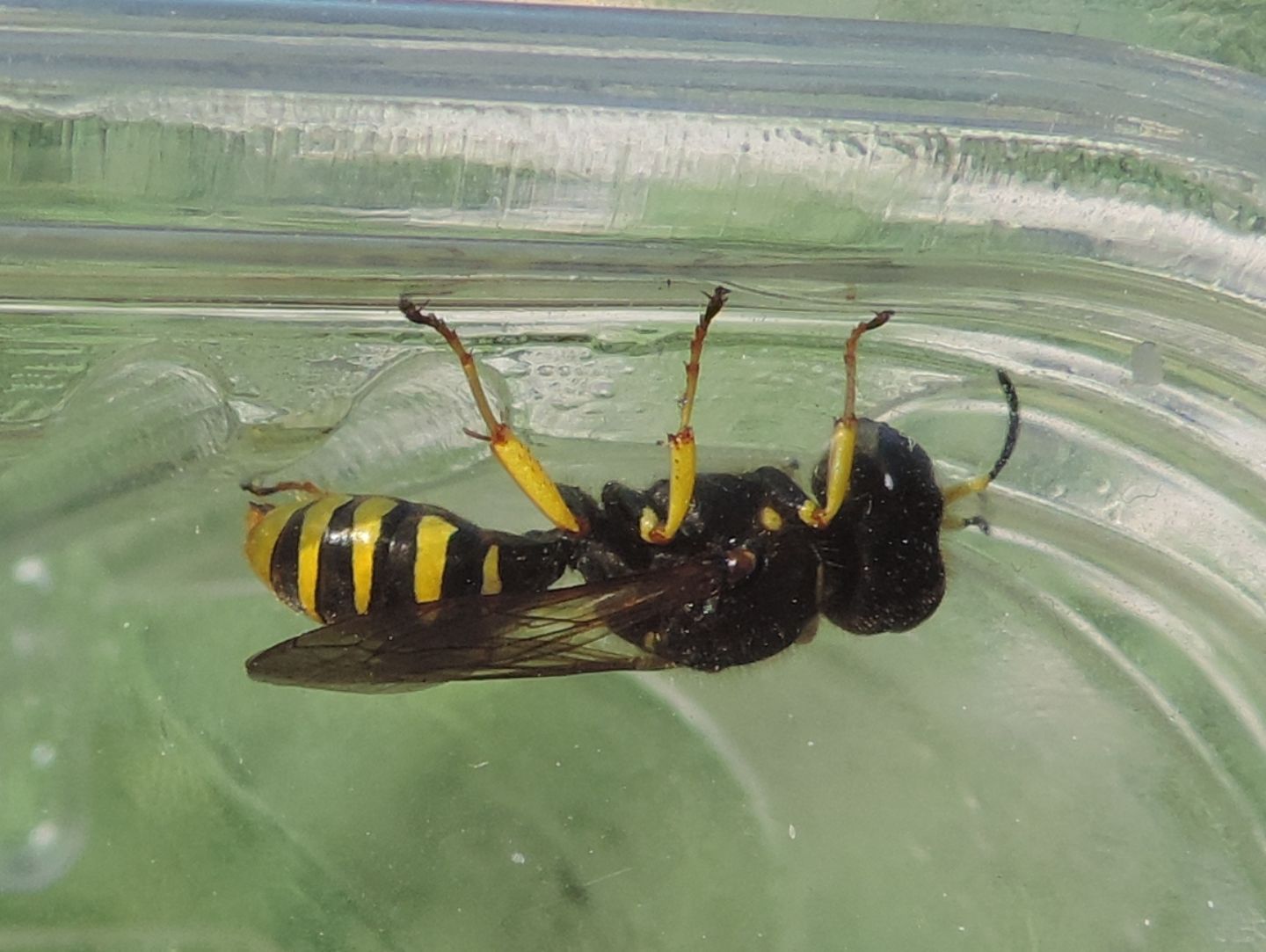 Crabronidae: Ectemnius sp.