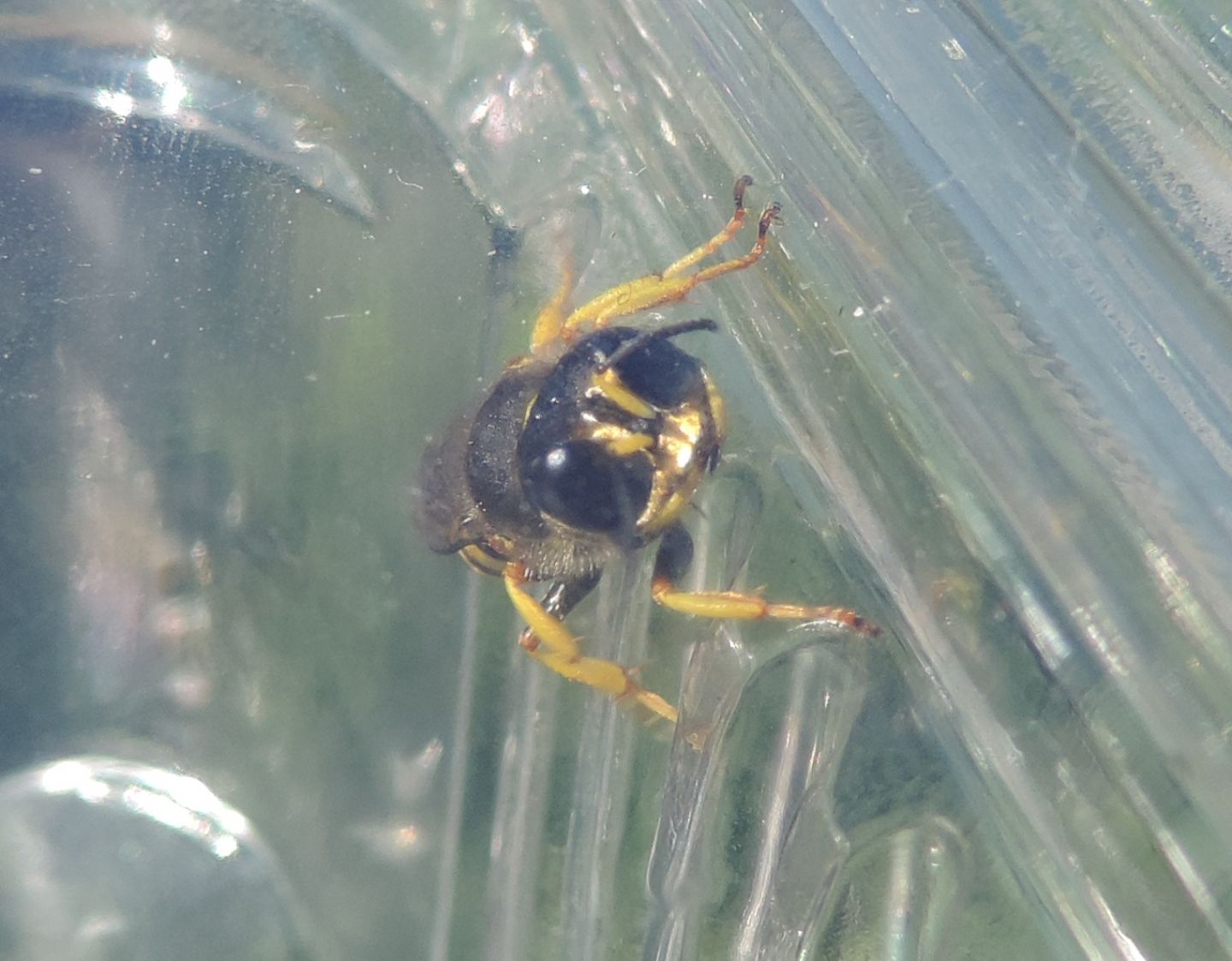 Crabronidae: Ectemnius sp.