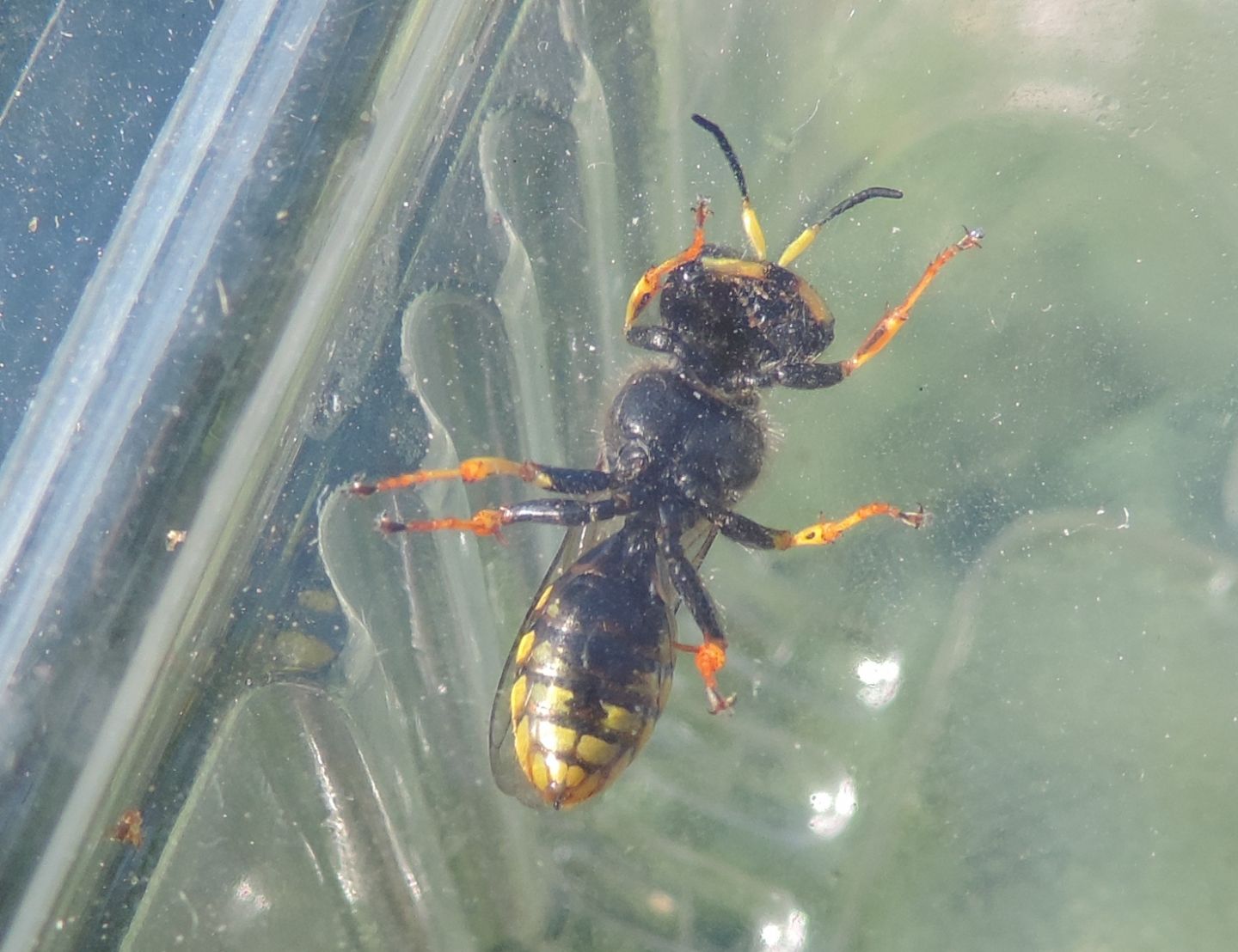 Crabronidae: Ectemnius sp.