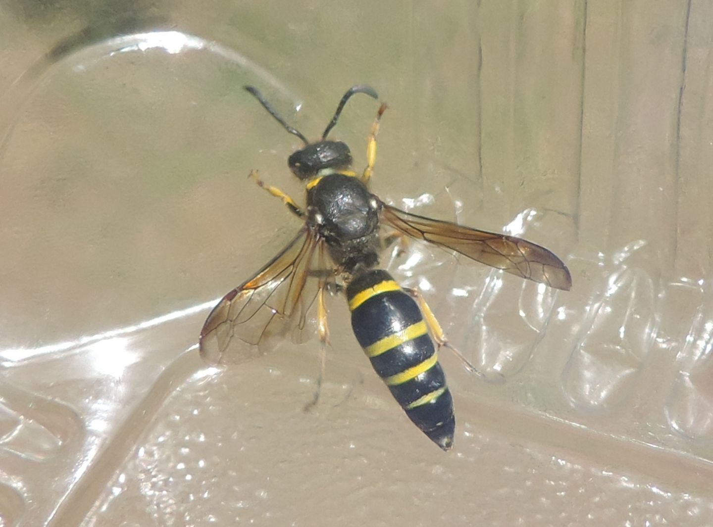 Ancistrocerus sp.?  S ! Ancistrocerus cfr. antilope  (Vespidae Eumeninae)