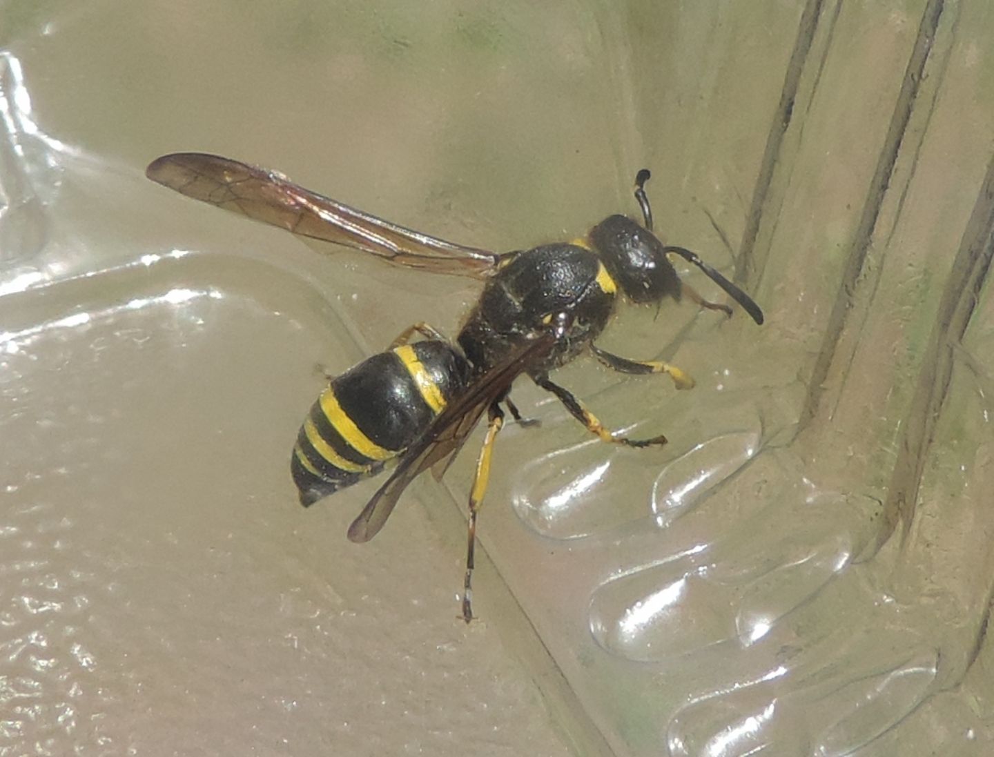 Ancistrocerus sp.?  S ! Ancistrocerus cfr. antilope  (Vespidae Eumeninae)