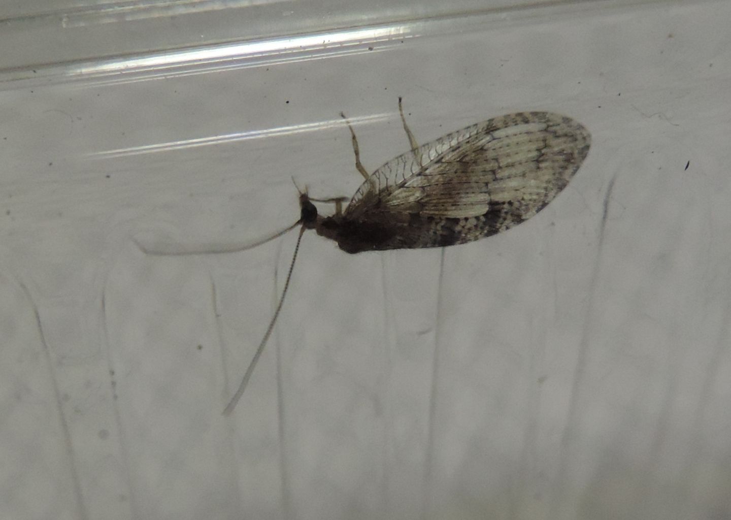 Wesmaelius sp.?  S  !