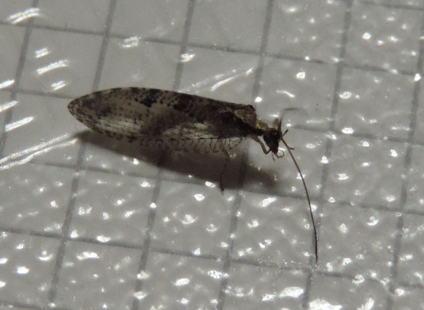 Wesmaelius sp.?  S  !