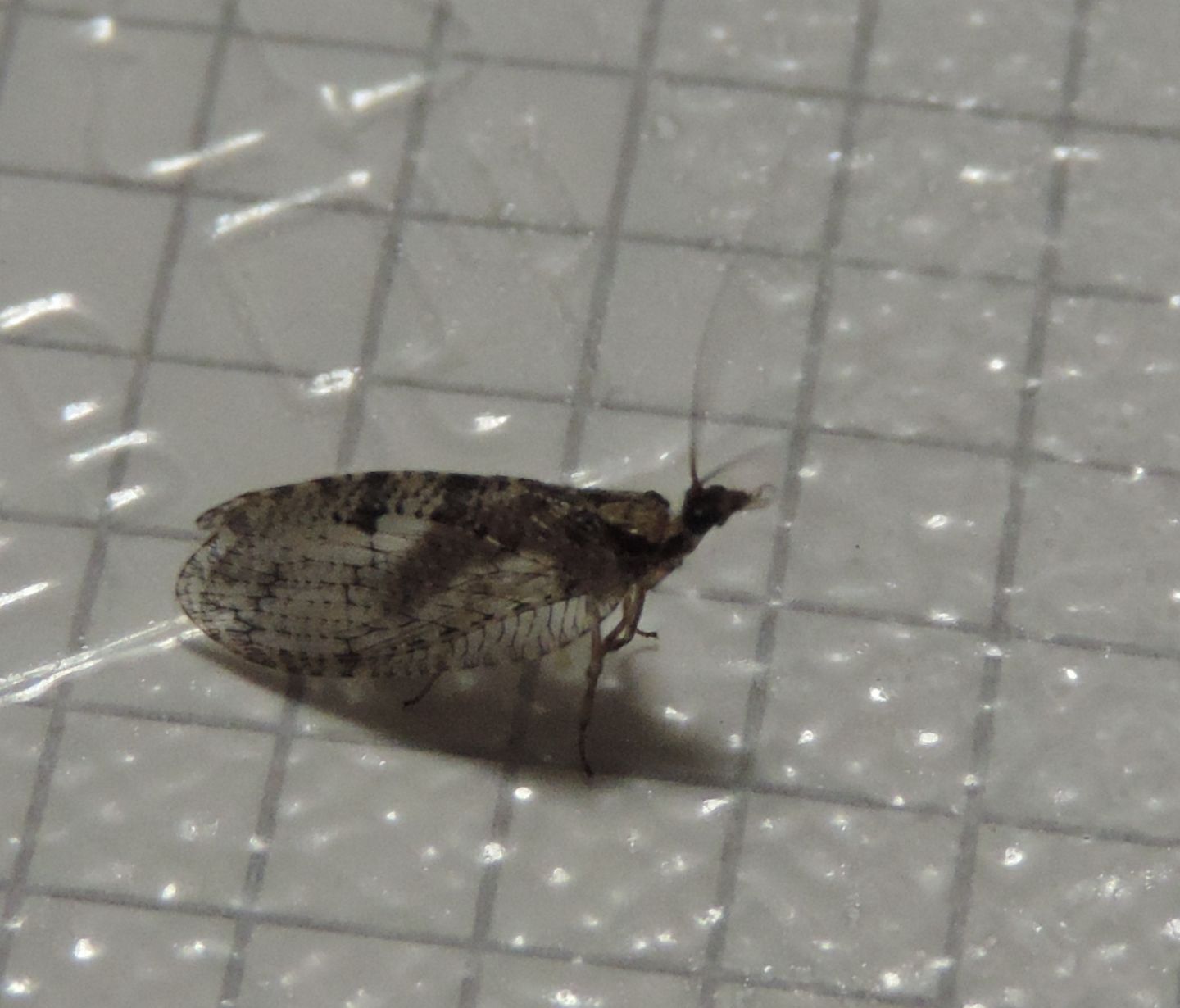 Wesmaelius sp.?  S  !