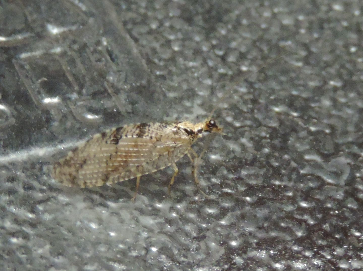 Wesmaelius sp.?  S  !