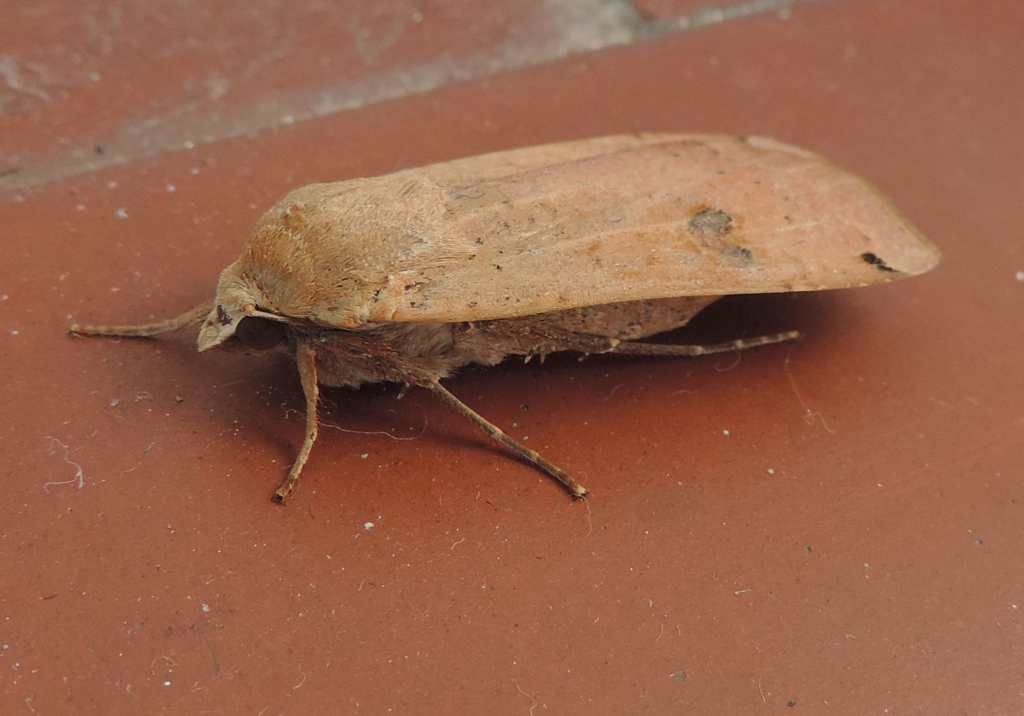 Falena da identificare - Noctua pronuba