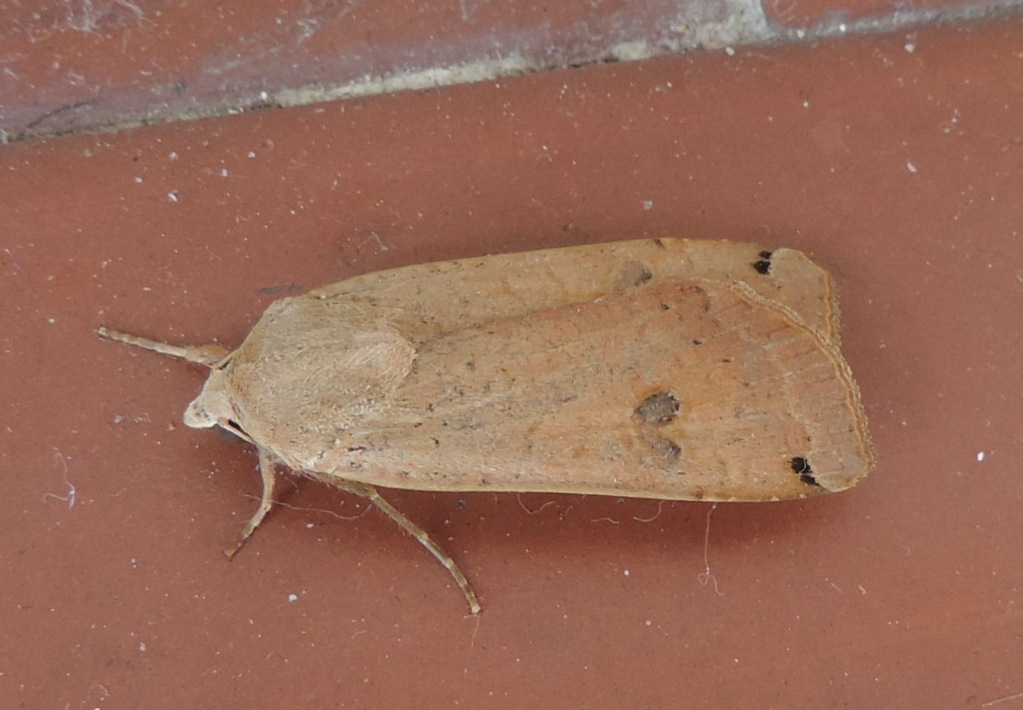 Falena da identificare - Noctua pronuba