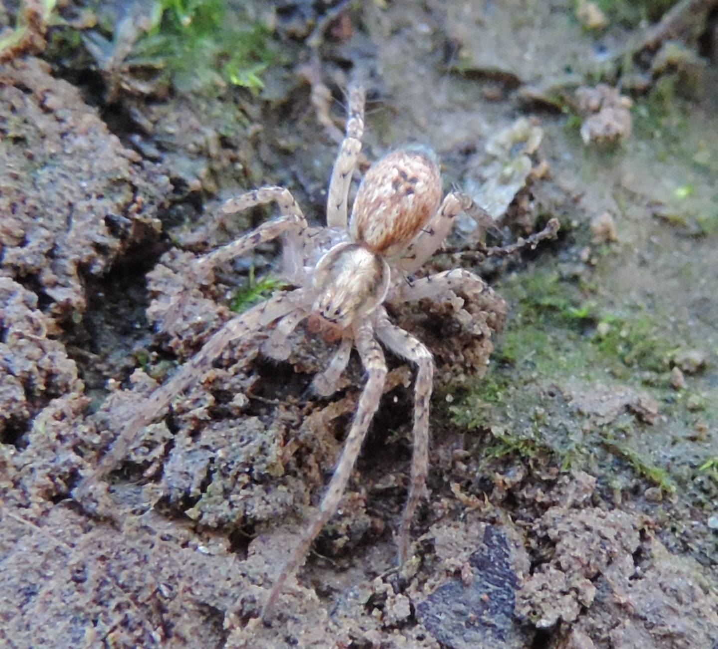Ragno decembrino:  Anyphaena cfr. accentuata  - Parco La Mandria (TO)