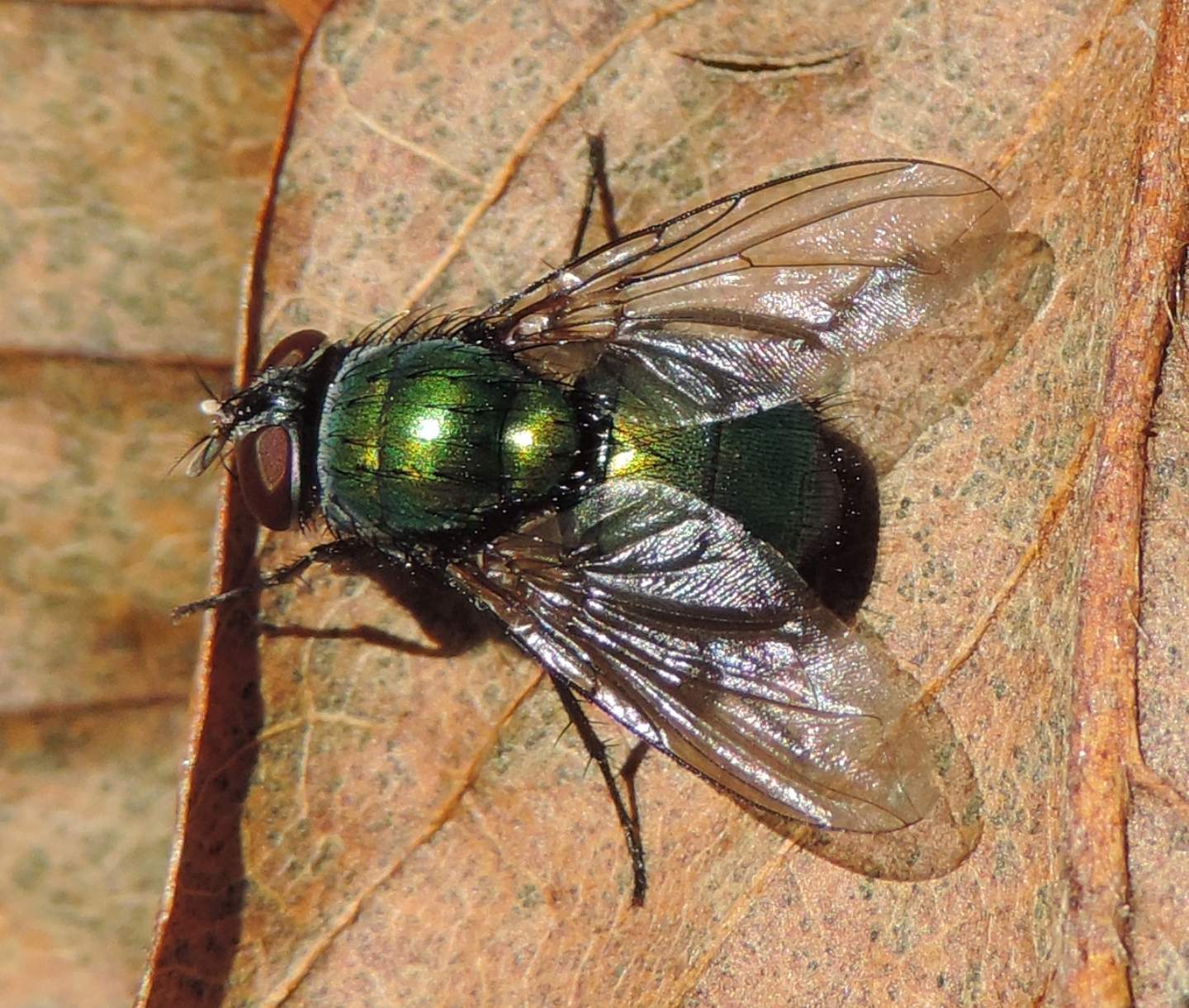 Lucilia sp. gruppo caesar/illustris femmina   (Calliphoridae)