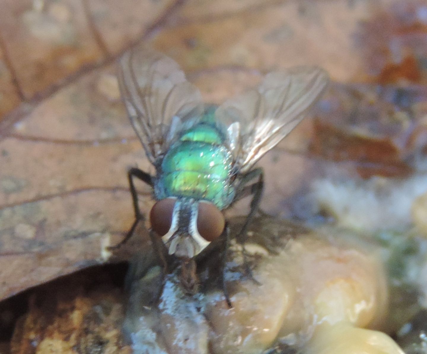 Lucilia sp. gruppo caesar/illustris femmina   (Calliphoridae)