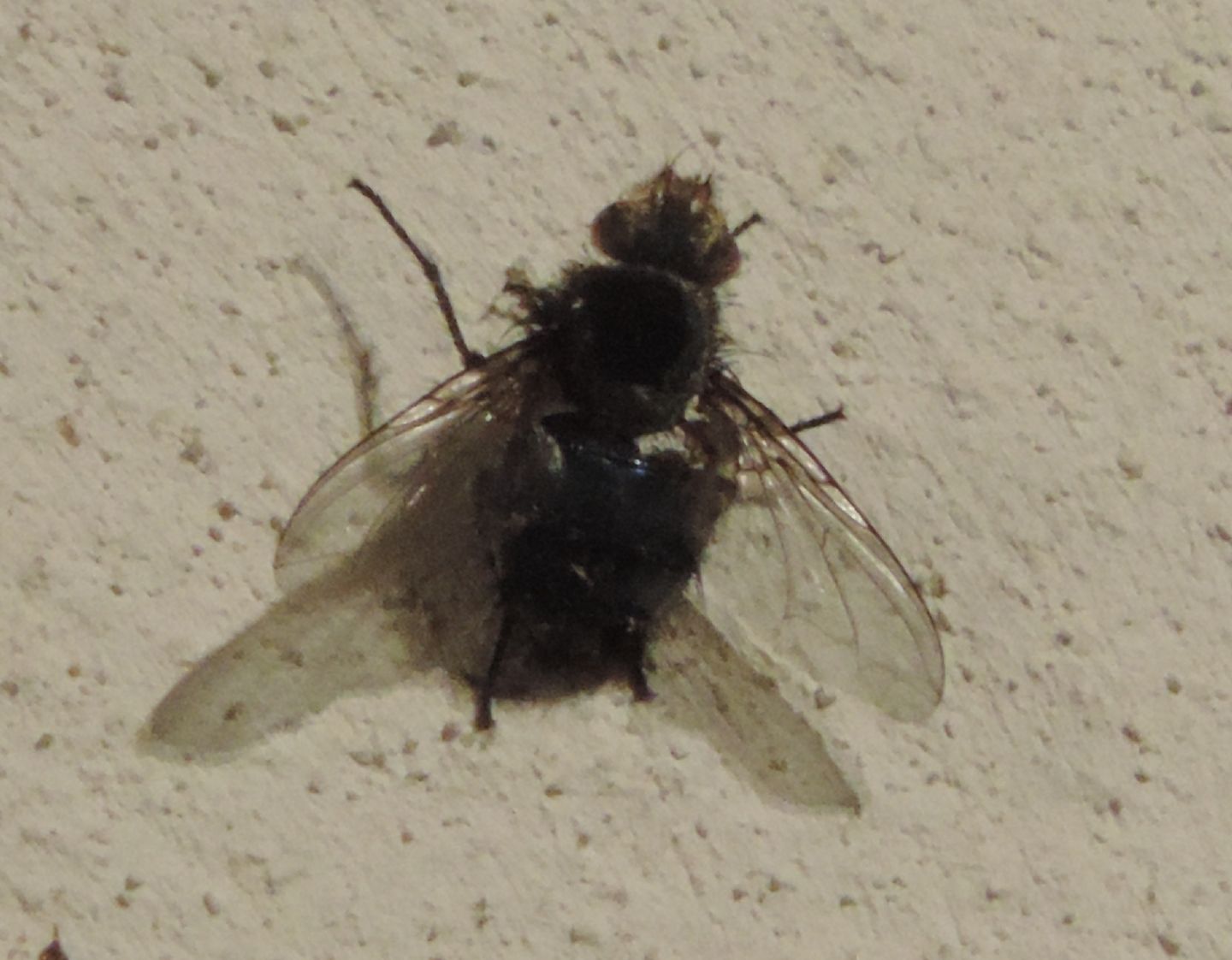 Mosca... decapitata???