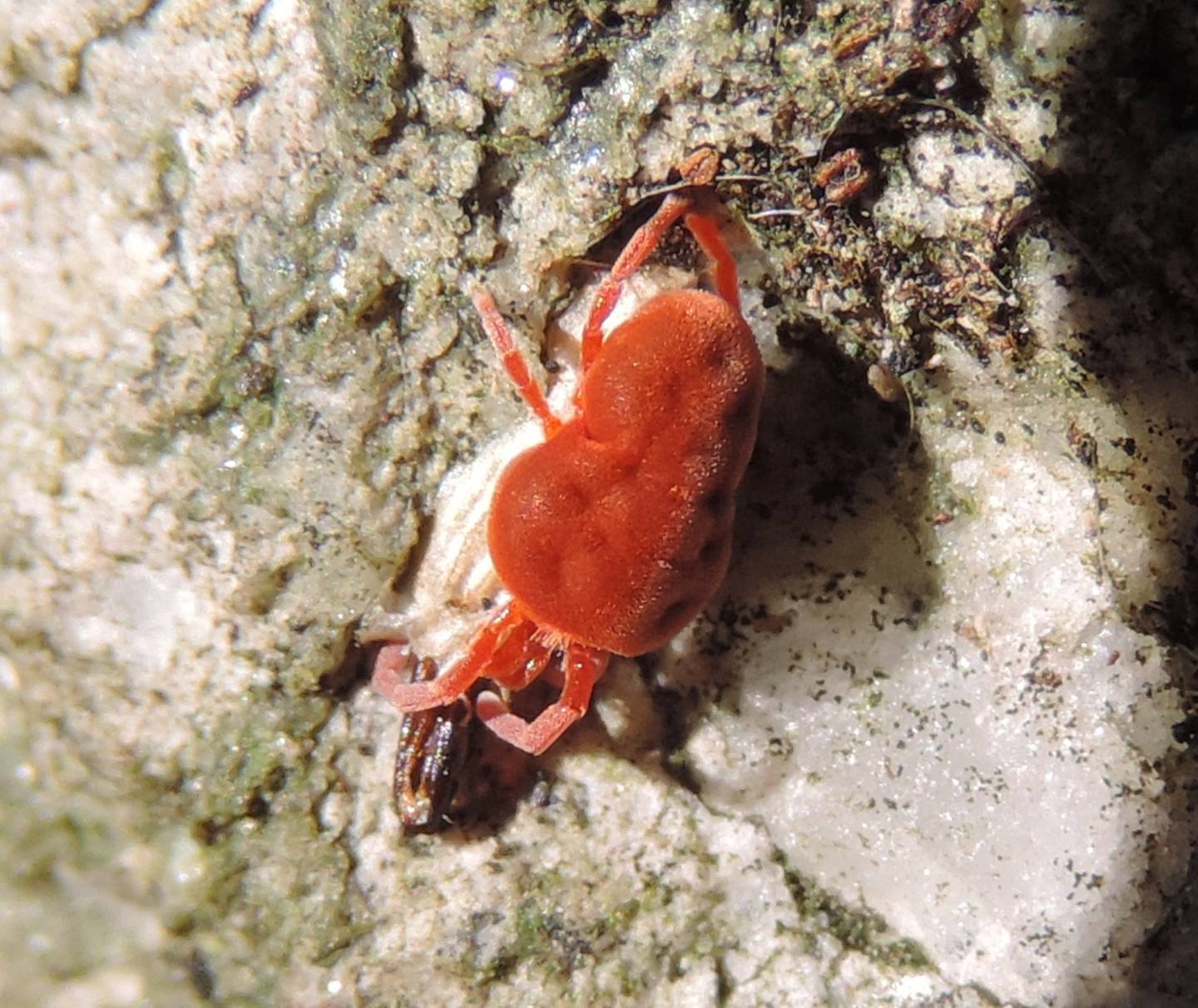 Trombidium... in alimentazione?