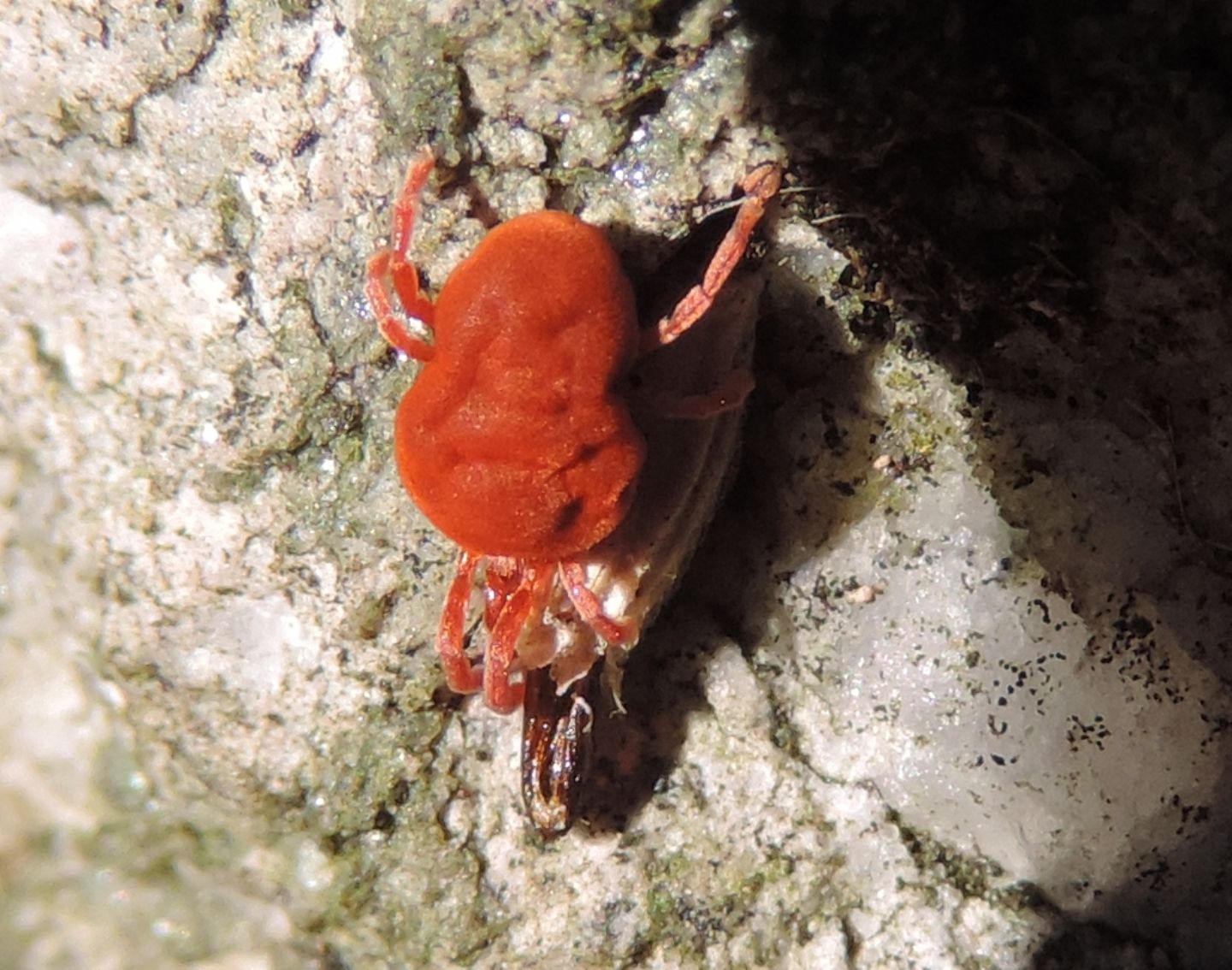 Trombidium... in alimentazione?