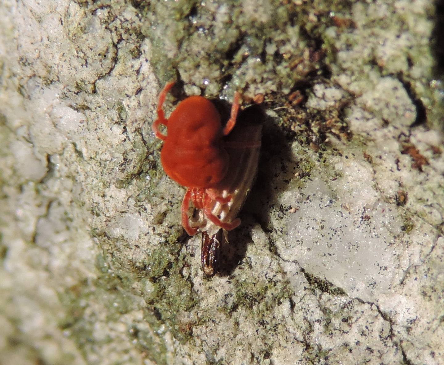 Trombidium... in alimentazione?