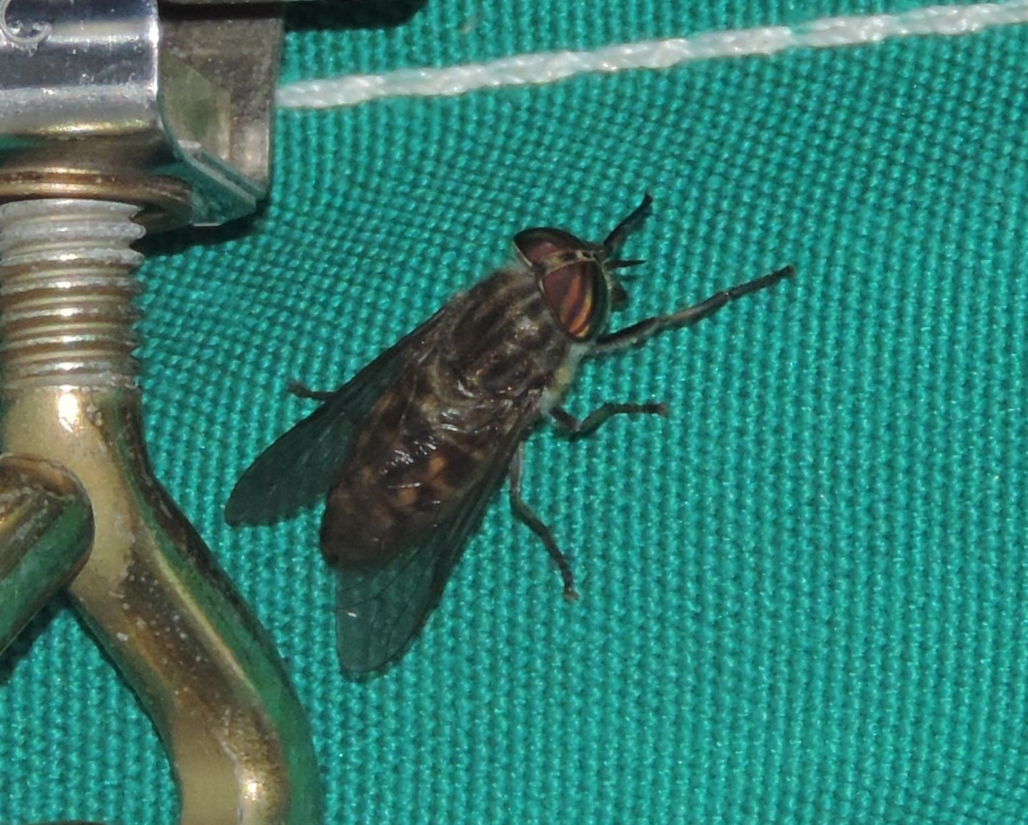Tabanus glaucopis femmina (Tabanidae)