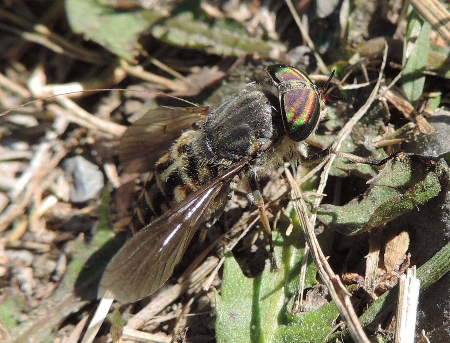 Tabanus glaucopis femmina (Tabanidae)