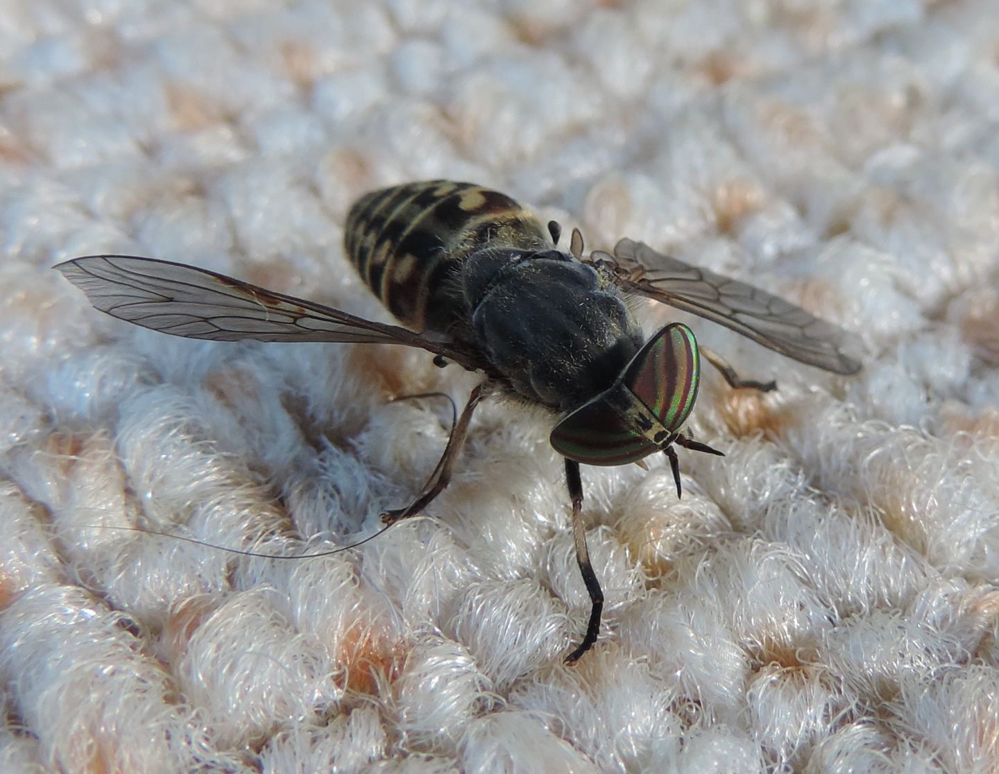 Tabanus glaucopis femmina (Tabanidae)