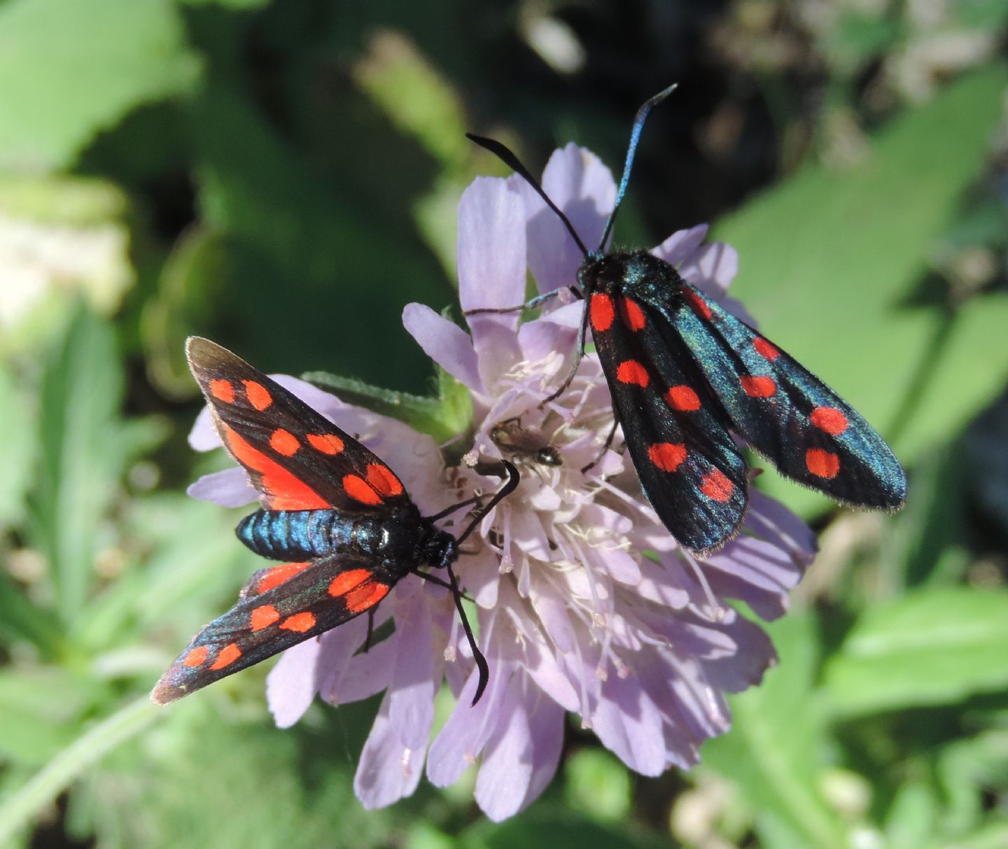 Zygaena transalpina?