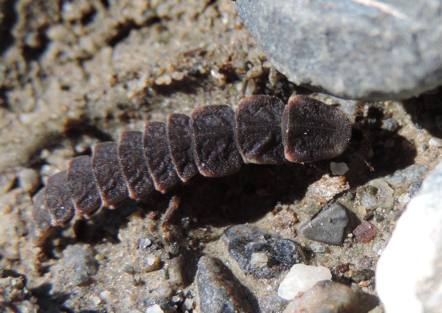Lampyridae: cfr.  Lampyris noctiluca