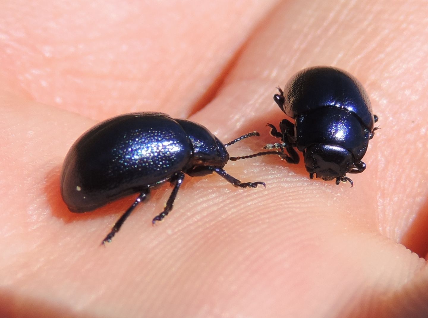Chrysomelidae: Oreina (cfr. Chrysochloa) sp.