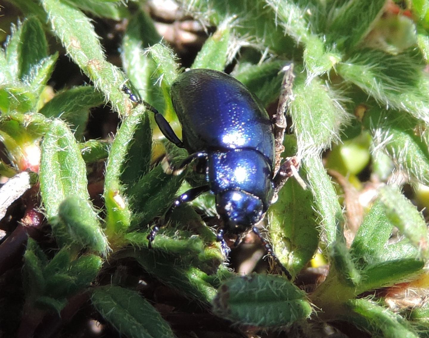Chrysomelidae: Oreina (cfr. Chrysochloa) sp.
